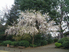 旧古河庭園(5)／しだれ桜