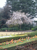 旧古河庭園(12)／しだれ桜