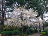 旧古河庭園(13)／しだれ桜