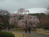 小石川後楽園(3)／しだれ桜