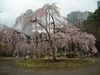 小石川後楽園(7)／しだれ桜