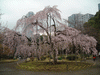 小石川後楽園(8)／しだれ桜