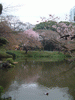 小石川後楽園(20)／桜