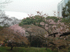 小石川後楽園(21)／桜
