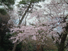 小石川後楽園(22)／桜