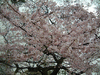 小石川後楽園(23)／桜
