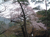 小石川後楽園(24)／桜