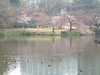 小石川後楽園(25)／桜