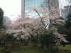 小石川後楽園(27)／桜