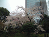 小石川後楽園(28)／桜