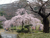 小石川後楽園(34)／しだれ桜