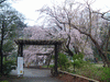 六義園(6)／しだれ桜