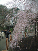六義園(8)／しだれ桜