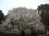 六義園(19)／しだれ桜