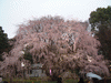 六義園(21)／しだれ桜