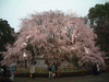 六義園(24)／しだれ桜