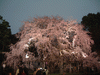 六義園(29)／しだれ桜