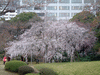 小石川後楽園(13)／桜