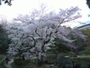 小石川後楽園(17)／桜