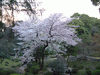 小石川後楽園(18)／桜