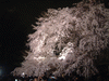 六義園(9)／しだれ桜のライトアップ