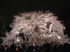 六義園(18)／しだれ桜のライトアップ