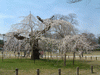 上賀茂神社(8)／しだれ桜