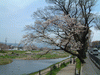 鴨川沿いの桜(3)