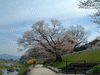 鴨川沿いの桜(5)