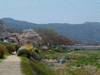 鴨川沿いの桜(7)