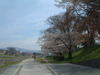 鴨川沿いの桜(8)