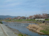鴨川沿いの桜(9)