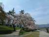 鴨川沿いの桜(10)
