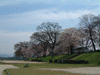 鴨川沿いの桜(11)