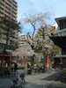 六角堂の桜(1)
