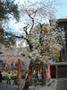 六角堂の桜(2)