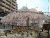 六角堂の桜(3)／御幸桜