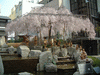 六角堂の桜(4)／御幸桜