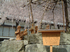 六角堂の桜(5)