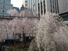 六角堂の桜(7)／御幸桜
