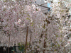 六角堂の桜(8)