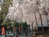 六角堂の桜(9)