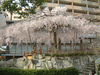 六角堂の桜(12)