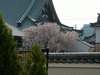 妙伝寺の桜