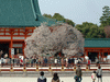 平安神宮(3)／左近の桜