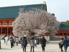 平安神宮(8)／左近の桜