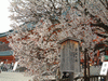 平安神宮(9)／左近の桜