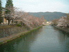 神宮道から琵琶湖疏水の桜を眺める