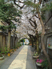 白川小学校への道に咲く桜