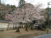 知恩院のまわりの桜(1)